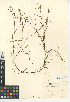  (Potamogeton pusillus subsp. pusillus - CCDB-24956-D10)  @11 [ ] CreativeCommons - Attribution Non-Commercial Share-Alike (2015) SDNHM San Diego Natural History Museum