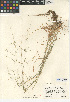  ( - CCDB-24956-E04)  @11 [ ] CreativeCommons - Attribution Non-Commercial Share-Alike (2015) SDNHM San Diego Natural History Museum