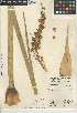  (Ruscaceae - CCDB-24956-G11)  @11 [ ] CreativeCommons - Attribution Non-Commercial Share-Alike (2015) SDNHM San Diego Natural History Museum