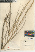  (Spartina foliosa - CCDB-24956-H07)  @11 [ ] CreativeCommons - Attribution Non-Commercial Share-Alike (2015) SDNHM San Diego Natural History Museum