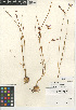  (Brodiaea orcuttii - CCDB-24956-H12)  @11 [ ] CreativeCommons - Attribution Non-Commercial Share-Alike (2015) SDNHM San Diego Natural History Museum