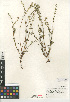  (Cryptantha intermedia var. johnstonii - CCDB-24957-D05)  @11 [ ] CreativeCommons - Attribution Non-Commercial Share-Alike (2015) SDNHM San Diego Natural History Museum