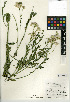  (Baccharis glutinosa - CCDB-24957-F04)  @11 [ ] CreativeCommons - Attribution Non-Commercial Share-Alike (2015) SDNHM San Diego Natural History Museum