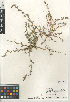  ( - CCDB-24960-A01)  @11 [ ] CreativeCommons - Attribution Non-Commercial Share-Alike (2015) SDNHM San Diego Natural History Museum