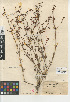  (Eriogonum angulosum - CCDB-24948-C09)  @11 [ ] CreativeCommons - Attribution Non-Commercial Share-Alike (2015) SDHNM San Diego Natural History Museum