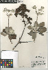  (Eriogonum giganteum - CCDB-24960-A09)  @11 [ ] CreativeCommons - Attribution Non-Commercial Share-Alike (2015) SDNHM San Diego Natural History Museum