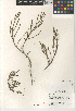  ( - CCDB-24960-C02)  @11 [ ] CreativeCommons - Attribution Non-Commercial Share-Alike (2015) SDNHM San Diego Natural History Museum