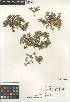  (Polycarpon tetraphyllum - CCDB-24960-C04)  @11 [ ] CreativeCommons - Attribution Non-Commercial Share-Alike (2015) SDNHM San Diego Natural History Museum