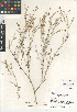  (Eriogonum wrightii - CCDB-24960-C11)  @11 [ ] CreativeCommons - Attribution Non-Commercial Share-Alike (2015) SDNHM San Diego Natural History Museum