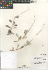  (Eriogonum elongatum - CCDB-24960-D09)  @11 [ ] CreativeCommons - Attribution Non-Commercial Share-Alike (2015) SDNHM San Diego Natural History Museum