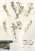  (Spergularia macrotheca - CCDB-24960-F05)  @11 [ ] CreativeCommons - Attribution Non-Commercial Share-Alike (2015) SDNHM San Diego Natural History Museum