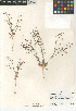  ( - CCDB-24960-F10)  @11 [ ] CreativeCommons - Attribution Non-Commercial Share-Alike (2015) SDNHM San Diego Natural History Museum