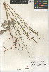  (Eriogonum gracile - CCDB-24960-G10)  @11 [ ] CreativeCommons - Attribution Non-Commercial Share-Alike (2015) SDNHM San Diego Natural History Museum