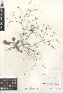  ( - CCDB-24960-G11)  @11 [ ] CreativeCommons - Attribution Non-Commercial Share-Alike (2015) SDNHM San Diego Natural History Museum