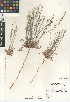  (Eriogonum gracile gracile - CCDB-24960-H10)  @11 [ ] CreativeCommons - Attribution Non-Commercial Share-Alike (2015) SDNHM San Diego Natural History Museum