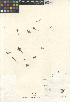  ( - CCDB-24960-H12)  @11 [ ] CreativeCommons - Attribution Non-Commercial Share-Alike (2015) SDNHM San Diego Natural History Museum
