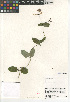  (Lonicera hispidula - CCDB-24962-A01)  @11 [ ] CreativeCommons - Attribution Non-Commercial Share-Alike (2015) SDNHM San Diego Natural History Museum