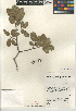  ( - CCDB-24962-A06)  @11 [ ] CreativeCommons - Attribution Non-Commercial Share-Alike (2015) SDNHM San Diego Natural History Museum