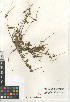  ( - CCDB-24962-A08)  @11 [ ] CreativeCommons - Attribution Non-Commercial Share-Alike (2015) SDNHM San Diego Natural History Museum