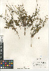  ( - CCDB-24962-B08)  @11 [ ] CreativeCommons - Attribution Non-Commercial Share-Alike (2015) SDNHM San Diego Natural History Museum
