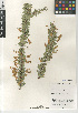  ( - CCDB-24962-C05)  @11 [ ] CreativeCommons - Attribution Non-Commercial Share-Alike (2015) SDNHM San Diego Natural History Museum