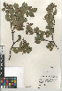  (Arctostaphylos glandulosa - CCDB-24962-D02)  @11 [ ] CreativeCommons - Attribution Non-Commercial Share-Alike (2015) SDNHM San Diego Natural History Museum