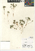  ( - CCDB-24962-F04)  @11 [ ] CreativeCommons - Attribution Non-Commercial Share-Alike (2015) SDNHM San Diego Natural History Museum