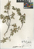  ( - CCDB-24962-F07)  @11 [ ] CreativeCommons - Attribution Non-Commercial Share-Alike (2015) SDNHM San Diego Natural History Museum