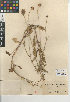  ( - CCDB-24962-G02)  @11 [ ] CreativeCommons - Attribution Non-Commercial Share-Alike (2015) SDNHM San Diego Natural History Museum