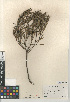  ( - CCDB-24962-G03)  @11 [ ] CreativeCommons - Attribution Non-Commercial Share-Alike (2015) SDNHM San Diego Natural History Museum