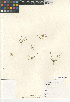  ( - CCDB-24962-G04)  @11 [ ] CreativeCommons - Attribution Non-Commercial Share-Alike (2015) SDNHM San Diego Natural History Museum