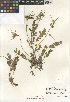  (Erodium moschatum - CCDB-24962-H09)  @11 [ ] CreativeCommons - Attribution Non-Commercial Share-Alike (2015) SDNHM San Diego Natural History Museum