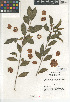  ( - CCDB-24963-B05)  @11 [ ] CreativeCommons - Attribution Non-Commercial Share-Alike (2015) SDNHM San Diego Natural History Museum