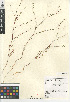  (Gayophytum diffusum - CCDB-24963-B07)  @11 [ ] CreativeCommons - Attribution Non-Commercial Share-Alike (2015) SDNHM San Diego Natural History Museum