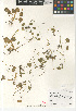  ( - CCDB-24963-B10)  @11 [ ] CreativeCommons - Attribution Non-Commercial Share-Alike (2015) SDNHM San Diego Natural History Museum