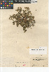  ( - CCDB-24963-B11)  @11 [ ] CreativeCommons - Attribution Non-Commercial Share-Alike (2015) SDNHM San Diego Natural History Museum