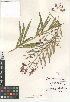 (Chamerion - CCDB-24963-C06)  @11 [ ] CreativeCommons - Attribution Non-Commercial Share-Alike (2015) SDNHM San Diego Natural History Museum