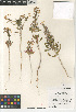  (Eremothera boothii - CCDB-24963-C07)  @11 [ ] CreativeCommons - Attribution Non-Commercial Share-Alike (2015) SDNHM San Diego Natural History Museum