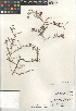  ( - CCDB-24963-C09)  @11 [ ] CreativeCommons - Attribution Non-Commercial Share-Alike (2015) SDNHM San Diego Natural History Museum