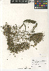  ( - CCDB-24963-D01)  @11 [ ] CreativeCommons - Attribution Non-Commercial Share-Alike (2015) SDNHM San Diego Natural History Museum