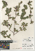  (Amelanchier utahensis - CCDB-24963-D11)  @11 [ ] CreativeCommons - Attribution Non-Commercial Share-Alike (2015) SDNHM San Diego Natural History Museum