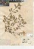  (Ludwigia repens - CCDB-24946-C04)  @11 [ ] CreativeCommons - Attribution Non-Commercial Share-Alike (2015) SDNHM San Diego Natural History Museum