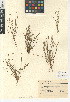  (Plantago pusilla - CCDB-24947-F09)  @11 [ ] CreativeCommons - Attribution Non-Commercial Share-Alike (2015) SDNHM San Diego Natural History Museum