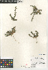  ( - CCDB-24963-F07)  @11 [ ] CreativeCommons - Attribution Non-Commercial Share-Alike (2015) SDNHM San Diego Natural History Museum