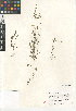  ( - CCDB-24963-F10)  @11 [ ] CreativeCommons - Attribution Non-Commercial Share-Alike (2015) SDNHM San Diego Natural History Museum