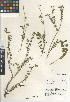  ( - CCDB-24963-F12)  @11 [ ] CreativeCommons - Attribution Non-Commercial Share-Alike (2015) SDNHM San Diego Natural History Museum
