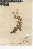  ( - CCDB-24963-H12)  @11 [ ] CreativeCommons - Attribution Non-Commercial Share-Alike (2015) SDNHM San Diego Natural History Museum