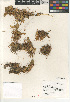  ( - CCDB-24964-A05)  @11 [ ] CreativeCommons - Attribution Non-Commercial Share-Alike (2015) SDNHM San Diego Natural History Museum