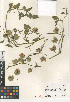  (Physalis crassifolia - CCDB-24964-A07)  @11 [ ] CreativeCommons - Attribution Non-Commercial Share-Alike (2015) SDNHM San Diego Natural History Museum