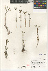  ( - CCDB-24964-B03)  @11 [ ] CreativeCommons - Attribution Non-Commercial Share-Alike (2015) SDNHM San Diego Natural History Museum